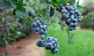 De belles grappes de bleuets sucrés à cueillir à Rougemont à La Fruiteraie des Gadbois