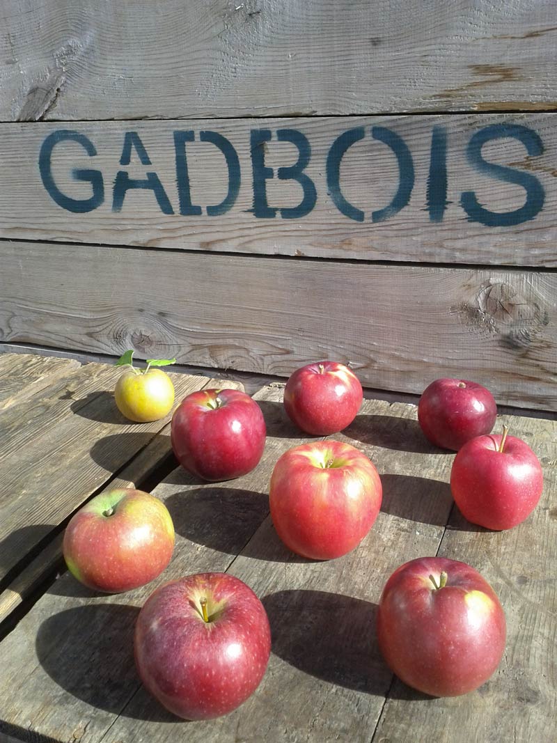 Gadbois variétés pommes