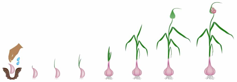 Cultiver l'ail québec